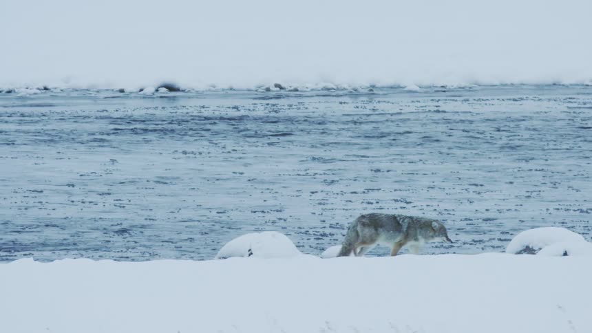 A coyote walking along a river on a snowy day