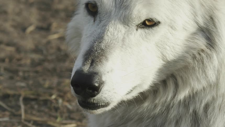 White wolf in grassy field looks around