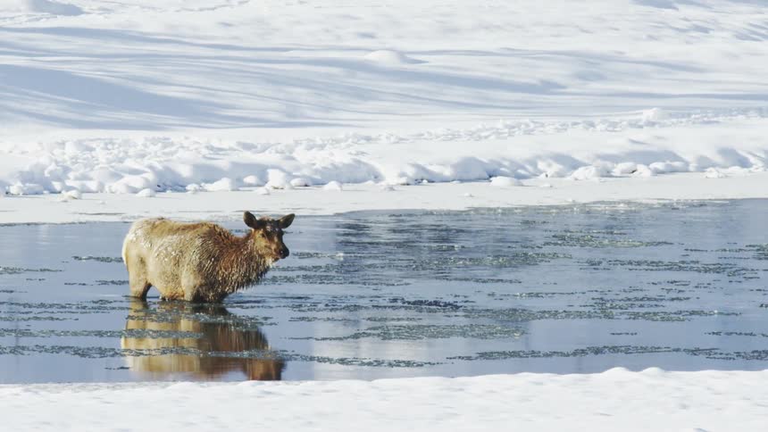 Antelope standing in the middle of a river with snow around it