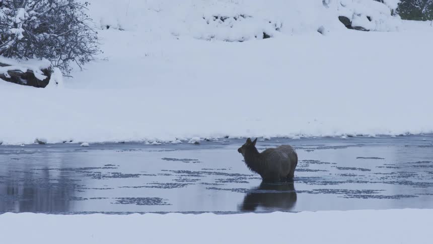 A cow elk stands in reflective water flowing past a snowy mountain slope