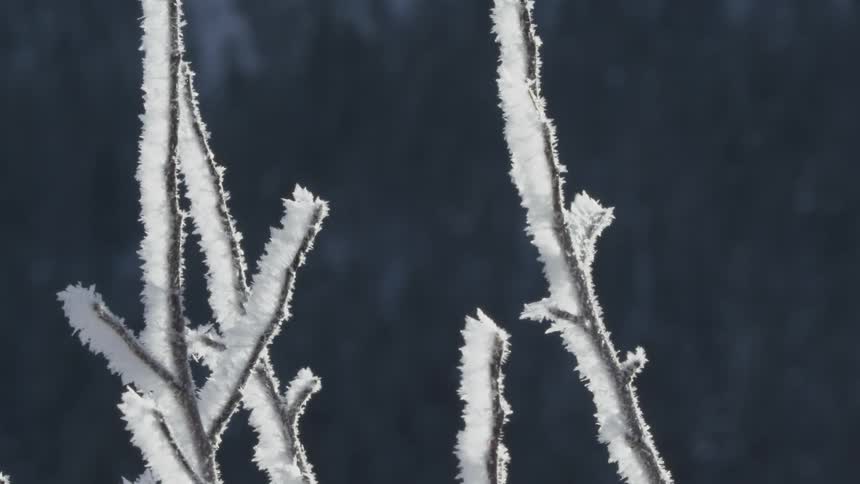 Closeup on the stems of a plant in snow