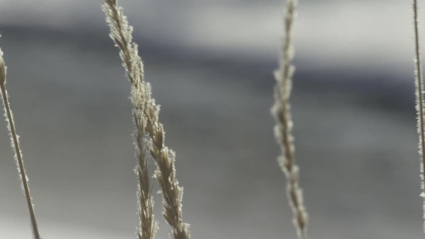 Reeds blowing in the wind