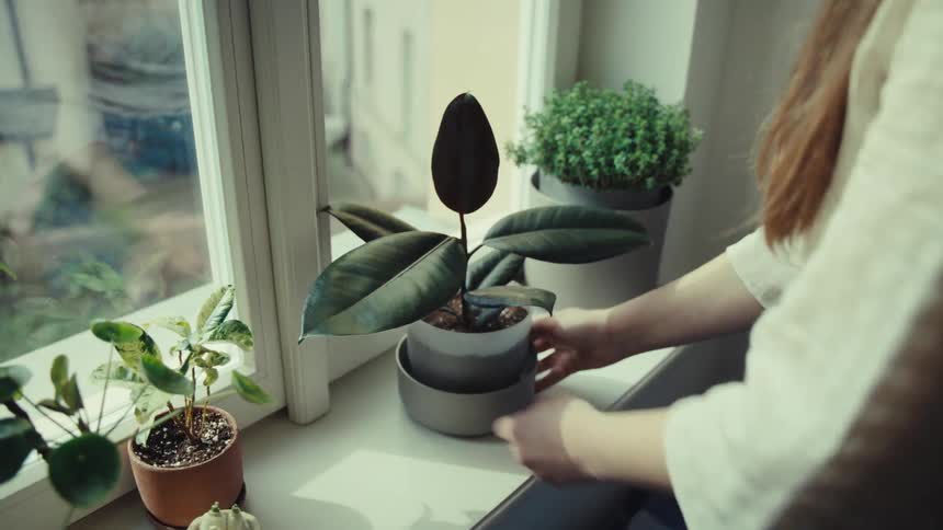 Hands of a woman placing a potted plant next to the window of her house at the bottom