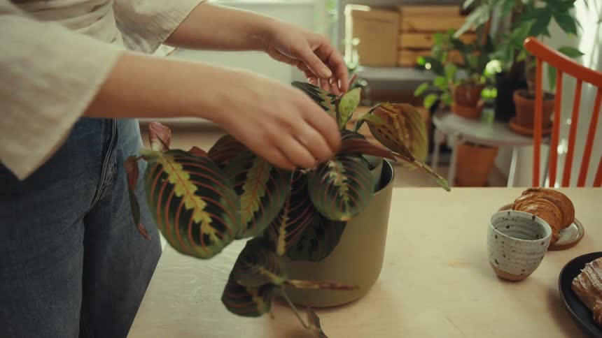 Woman stands in home examining leaves of a potted plant