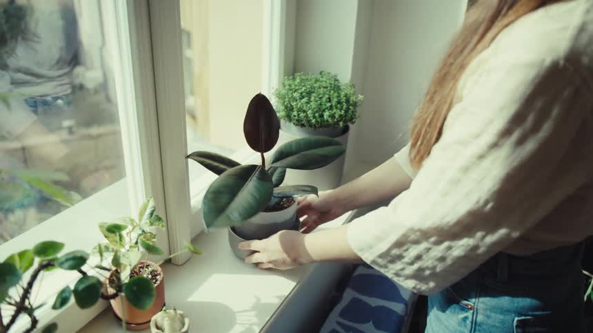Womans hands holding a pot with plant and placing it next to the window