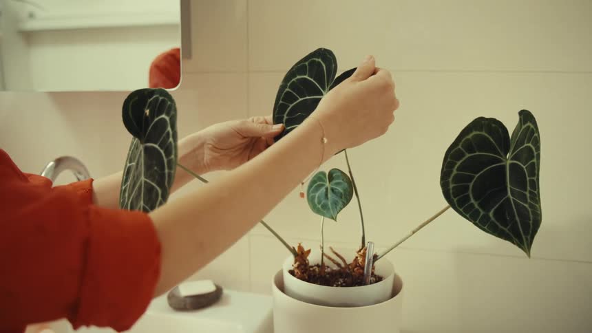 Hands of a woman adjusting the greenish pearl of a plant in the bathroom
