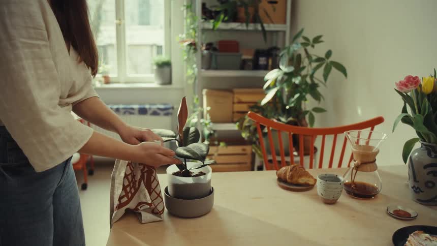 Hands of a woman wiping the leaf of a plant in a vase on the table