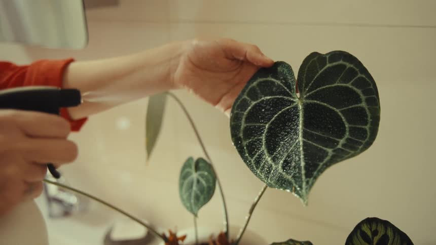 Womans hand spraying water on a plant leaf