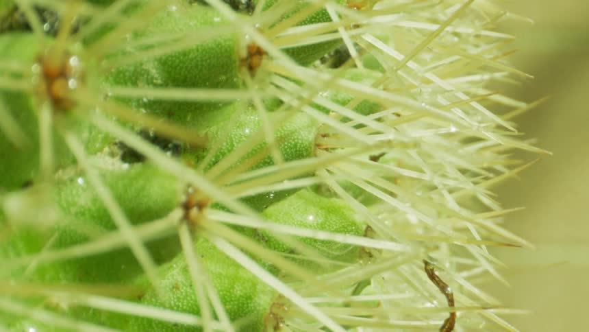 Extreme close up on a cactus plant with water running down