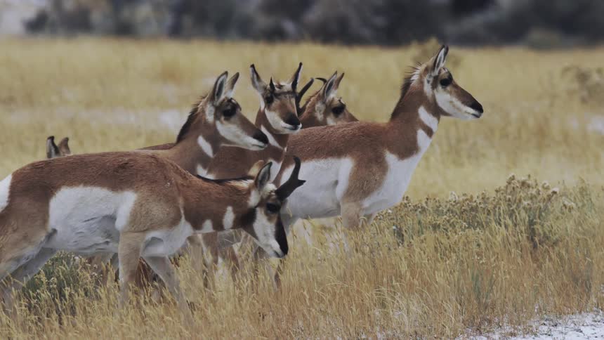 A herd of pronghorn walk across a grassy area