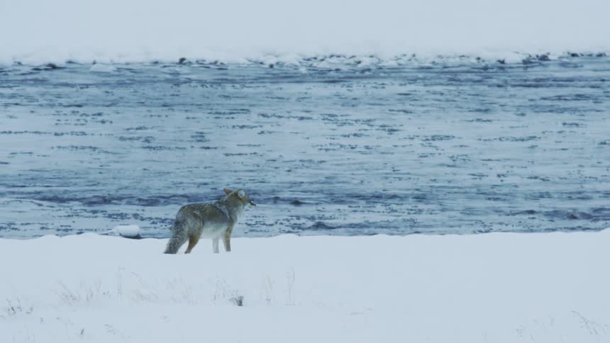A coyote walks along a snowy riverbank