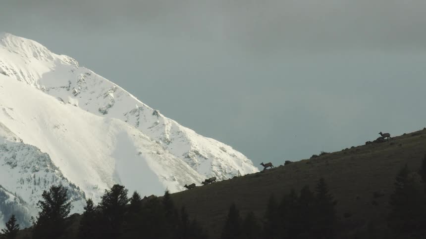 A herd of elk run down a hillside next to a snowcovered mountain