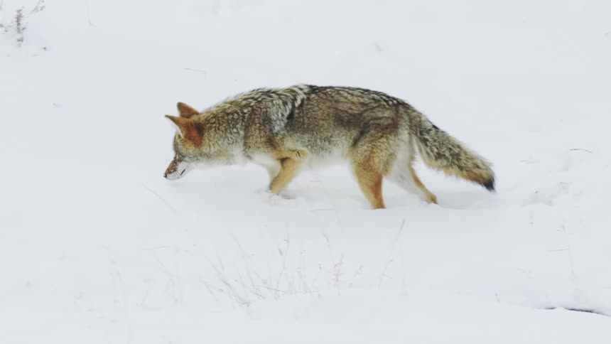 A coyote ambles around a snow covered area