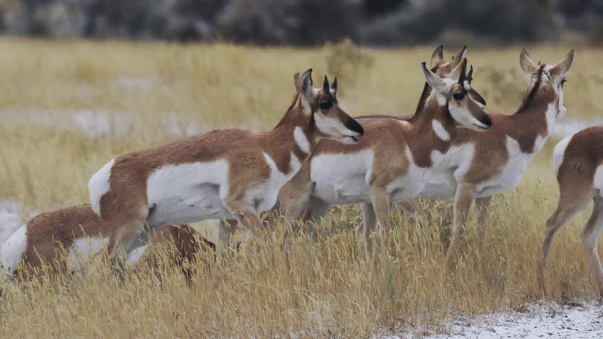A herd of pronghorn walk across a snowy field during a winter day