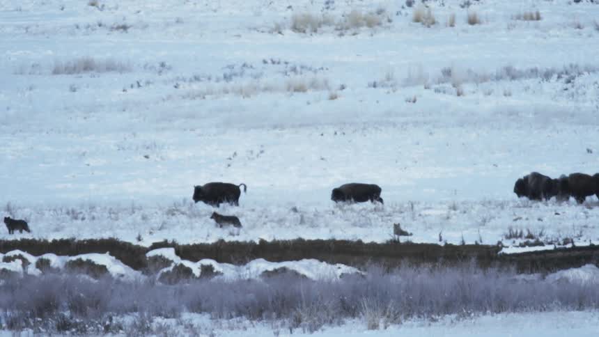A herd of bison moving near a pack of wolves through a snowy landscape