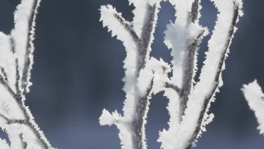 Snowy tree branches