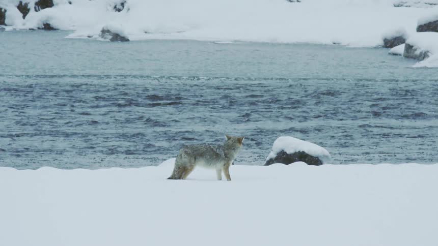 A coyote walks along a riverbank river while it is snowing