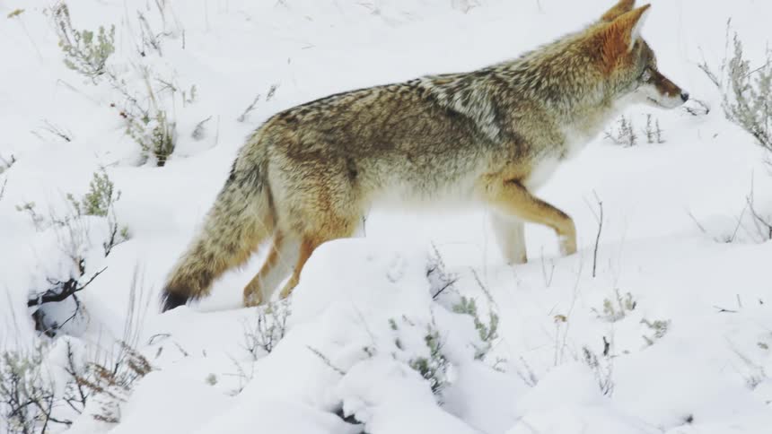 A coyote searches for food in a snowy landscape