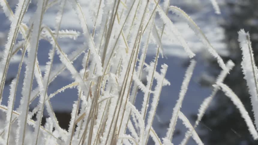 Ice crusted stalks sway in the wind at the base of a snowy slope during a winter day