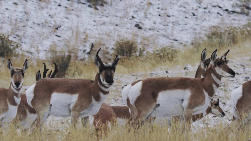 Herd of pronghorn walk across a field bordering a snowy slope during a winter day