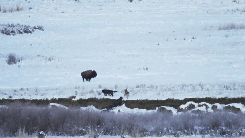 A pack of wolves climb the hill towards a bison