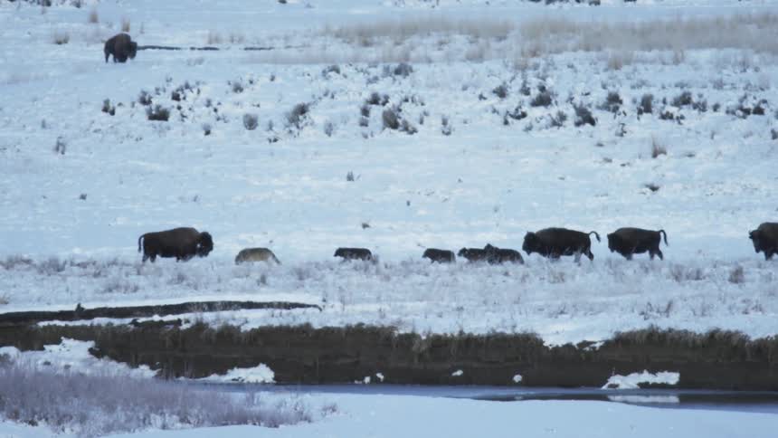 A herd of plains bison defends itself from a pack of wolves in a winter landscape