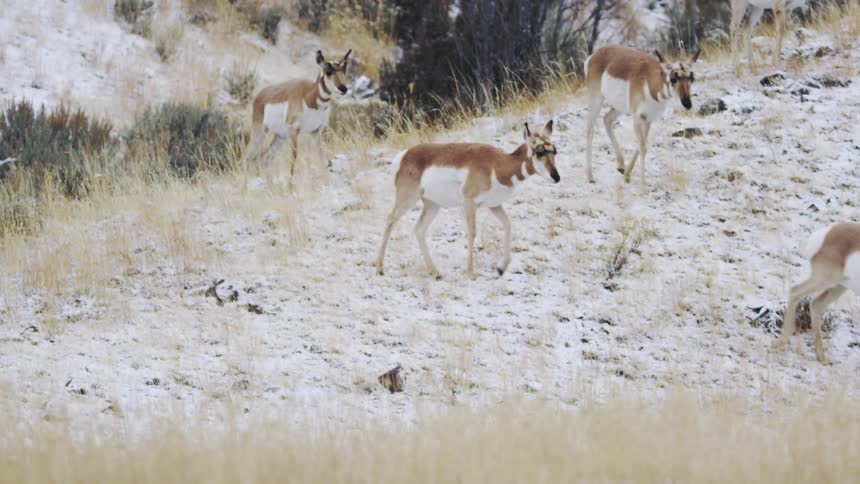 A herd of pronghorn walking over a hill