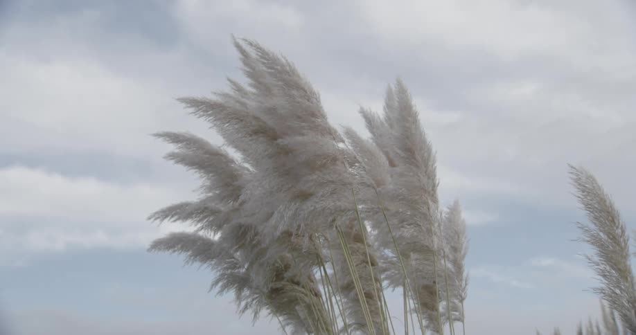 Slender trees waving in the wind