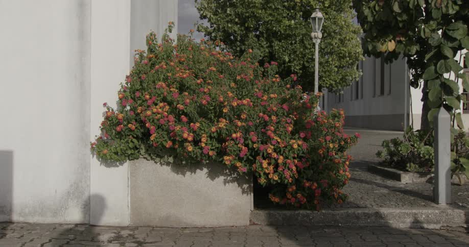 A shadow of a person falls on a flowering bush