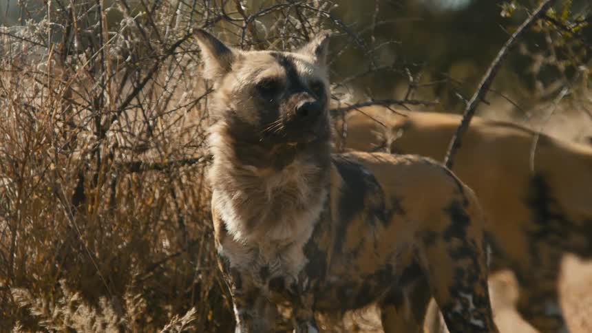 African wild dogs in the jungle