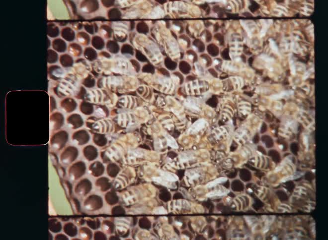 Many honey bees move around on the honeycombs or hexagon combs of the beehive transporting natural fructose and pollen collected from flowers and sealing the resource with beeswax or wax to preserve it for the colony on Super 8