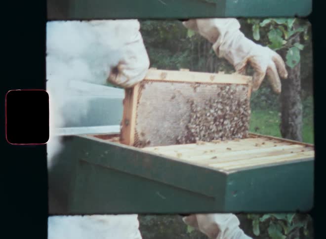 Gloved hands of a beekeeper wearing a white protective suit placing a frame filled with honeycombs made of beeswax and bees inside the box of his wooden beehive standing in his garden among fruit trees for pollination and biodiversity