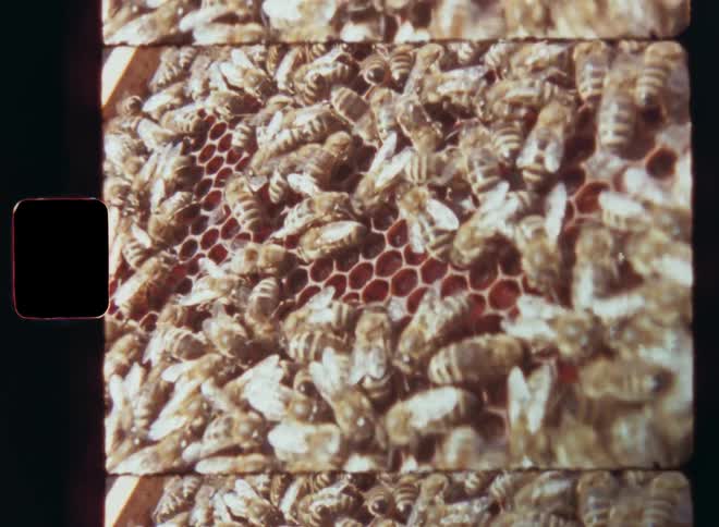 Honeybees tickle and crawl around on the honeycomb while working on their healthy and organic food supply in their apiary or apiculture during the honey production in spring or summer on retro Super-8 film footage