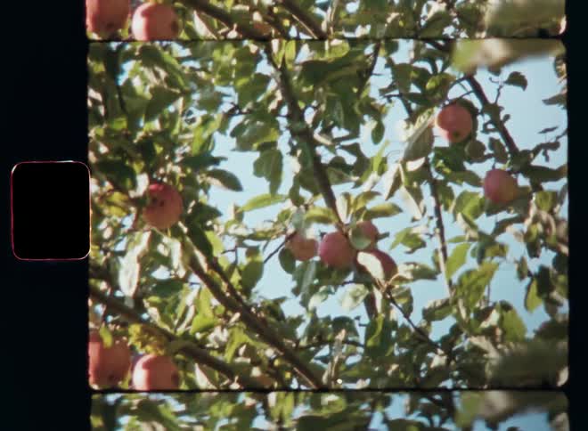 Upward view into an organic fruit tree with green leaves and delicious ripe red apples while the branches sway or move in the breeze in front of a blue sky on a sunny day on retro film footage
