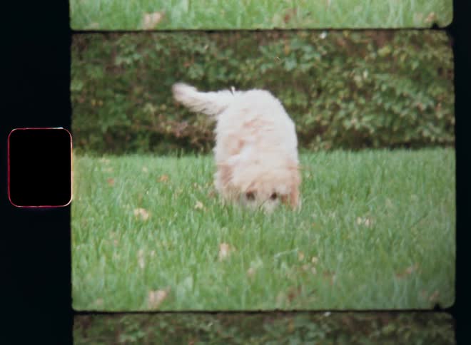Small poodle dog standing on his back feet leaning on the hands of a female pet lover before letting go and running away towards the Super 8 camera while jumping around in the green grass of the garden