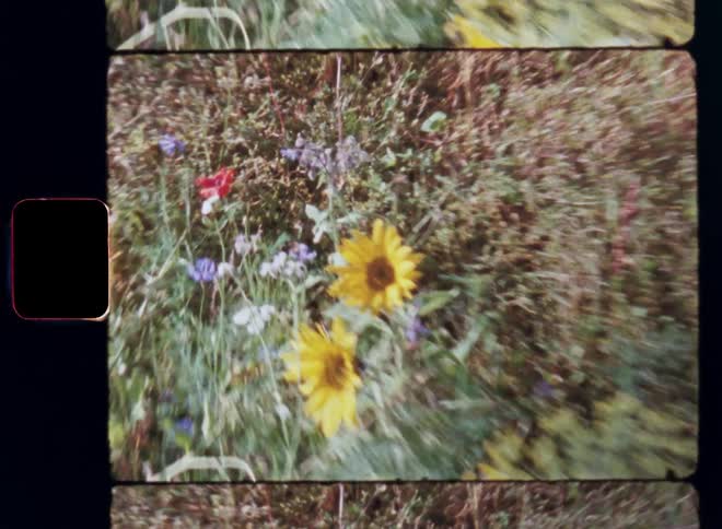 Closeup zooming in onto the colorful flower of a sunflower or helianthus with bright vibrant colours standing next to purple and red wildflowers filmed on Super 8 mm film with fast punchy camera movement