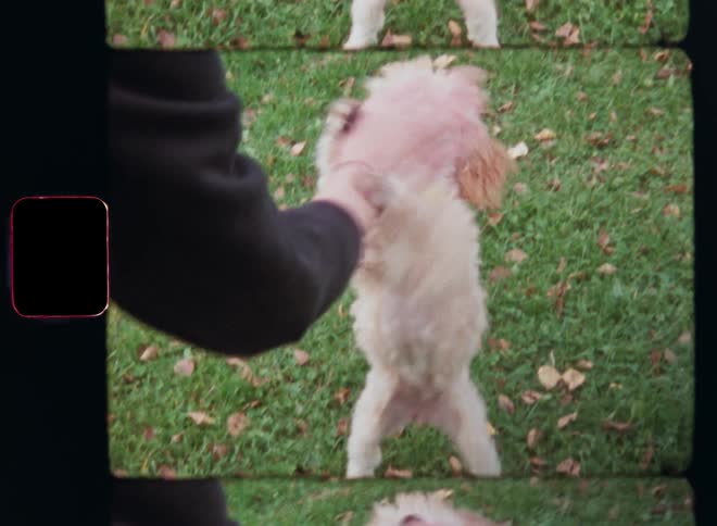A person pets and plays with a dog outdoors as the cute vivid poodle puppy is excited and licks and tries to bite the hand of the unrecognizable pet loving owner while standing on the back feet on the green grass in the garden or park
