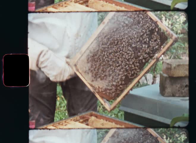 Super 8mm film footage of a beekeeper wearing a white protection suit removing a wooden frame with honey combs and bees from an artificial hive checking on his colony standing in a garden on a mild springtime day