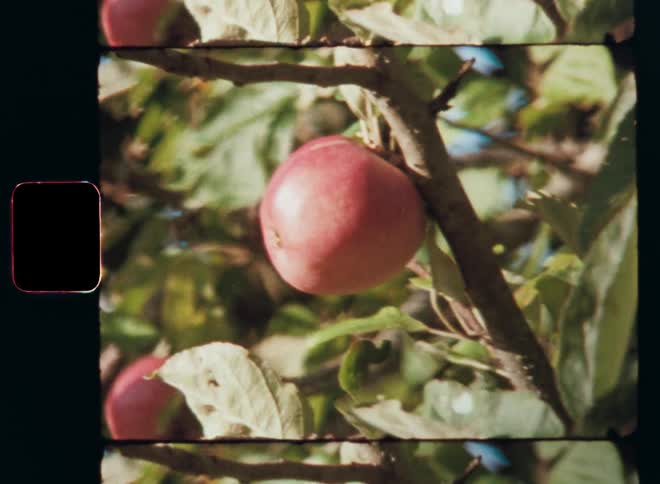 Super 8mm close-up of the green leaves and vibrant red apples of an organic apple tree in the fruit tree garden under the bright sun of a sunny summer day on old vintage film