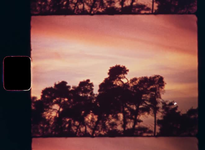 Silhouette of trees and tree tops from the edge of a conifer forest against a red sky during evening time as the sun is setting or the first morning light that colours the clouds red or pink during sunrise