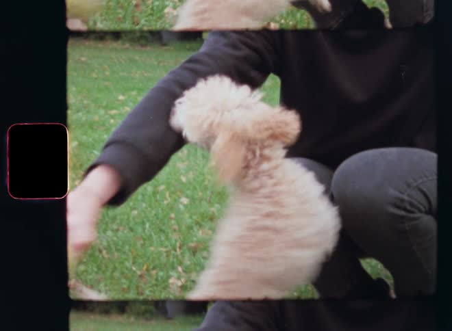 A woman wearing sneakers gray jeans and a black sweater plays ball with her dog on the green lawn in the park as the excited poodle puppy jumps around embodying fun happiness and joy while enjoying the attention of the loving pet owner