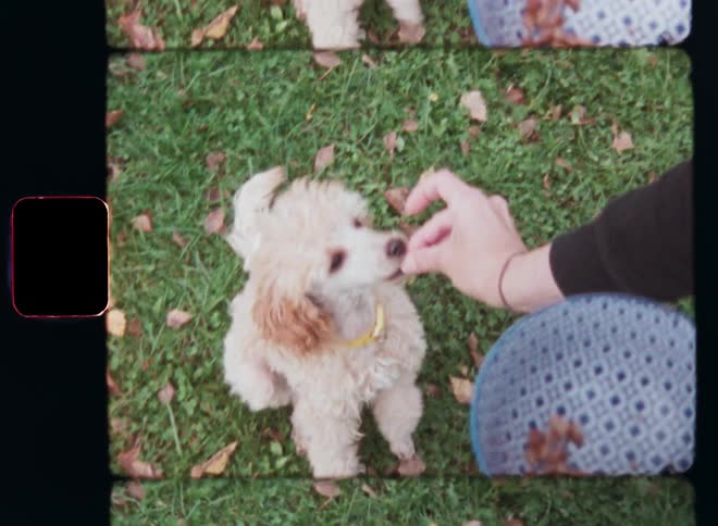 Woman making a sign with her hand to the well-trained poodle that is agitated and jumping around and then giving a treat or dog food snack to the lively vivid puppy full of energy as a reward at the end of the dog training