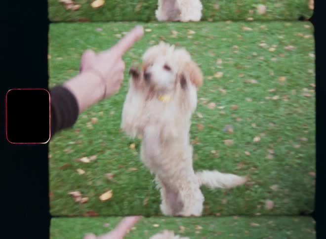 Super 8 film footage of a dog spinning and jumping expressing excitement fun energy and joy while reacting to the hand signals of his owner offering a treat as reward after training dog tricks outside on the green grass in the garden