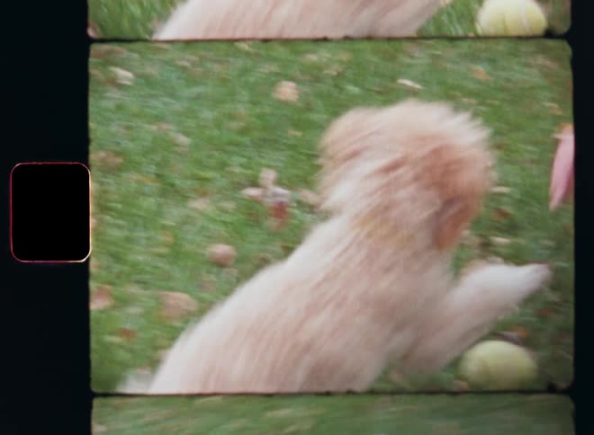 A woman wearing a black shirt gray jeans and white sneakers plays with a miniature poodle dog with a yellow tennis ball on the green lawn in a park as the dog grabs the toy with his tiny mouth and teeth and is excited while jumping around