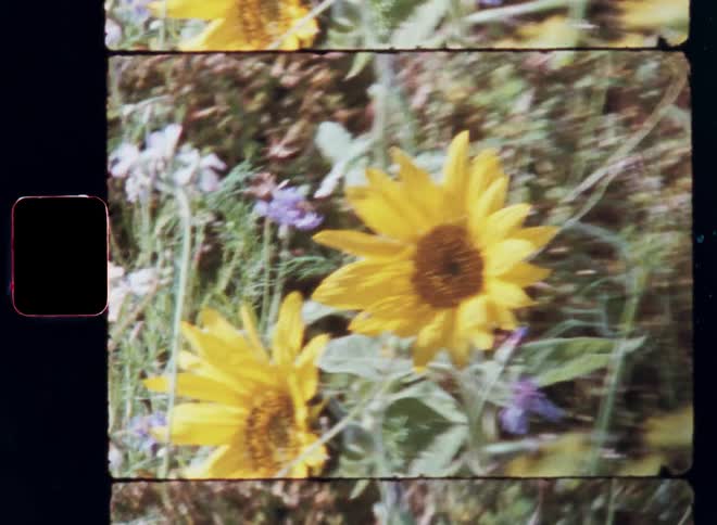 Dynamic handheld film footage zooming in onto a single yellow sunflower or helianthus standing among various flowers growing in a weedy patch with dry grass and green leaves on retro S8 Kodak Vision3 film footage