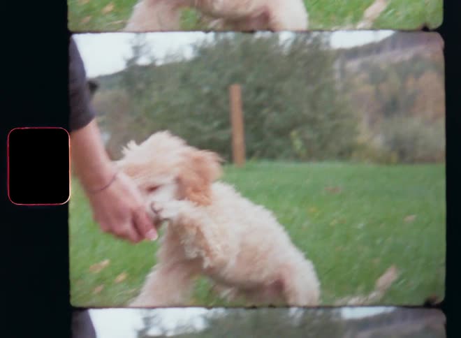 Small dog with beige curly fur or hair sitting on the grass playing and lifting or raising his paw and receiving affection and treats from a young womans hand as the puppy is licking the hands of the female pet owner on Super-8 mm film
