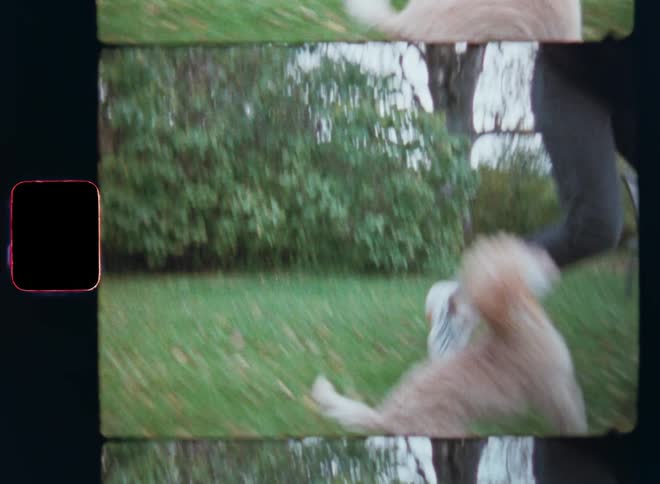 Dynamic handheld Super 8mm film of woman in a grassy garden holding a tennis ball and playing with her dog running after her as the small puppy jumps around expressing fun joy happiness and excitement while having a good time