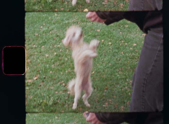 A woman wearing a black shirt gray jeans and white sneakers plays with a miniature poodle dog on the green lawn in a park as the puppy stands on its back paws or feet stretching to reach the treats in the hands of its pet owner practicing tricks