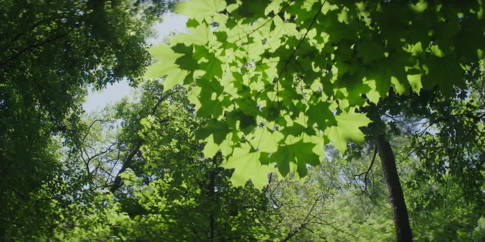 Upward view of trees with greenish leaves