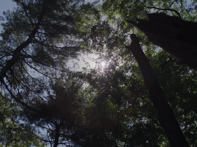 Forest treetops under the clear summer sky